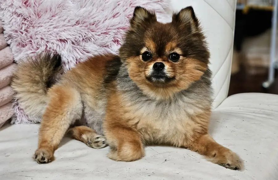 Dog Photography by Jeff Ellis