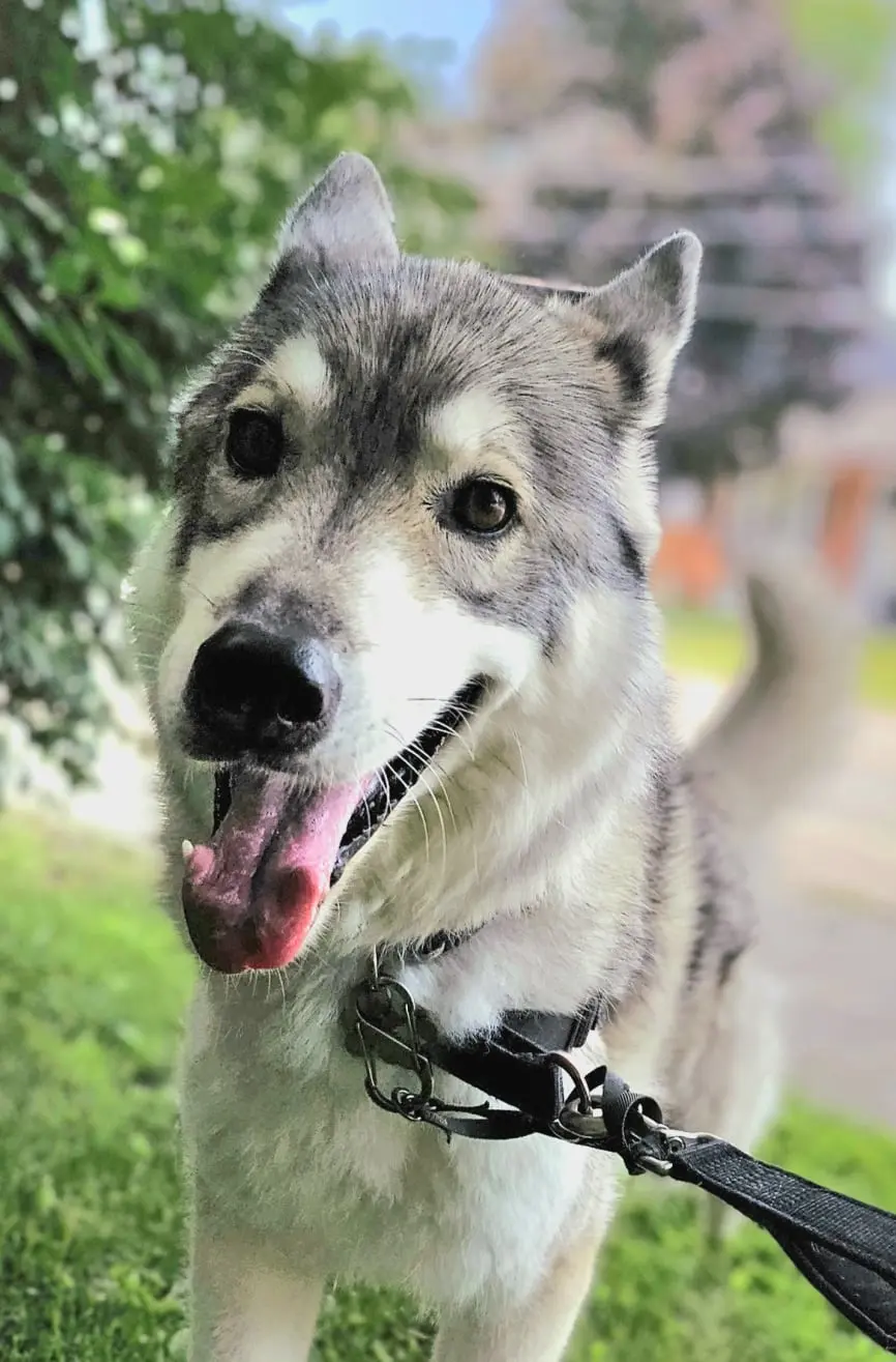 Dog Photography by Jeff Ellis