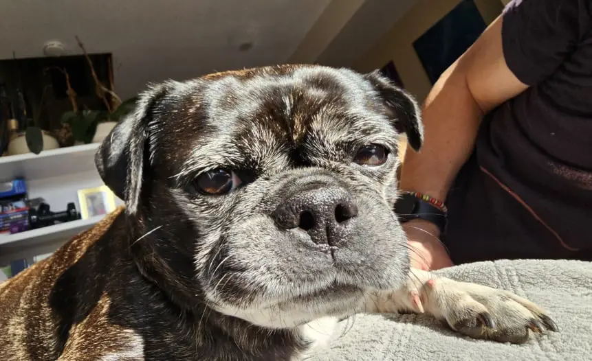 Dog Photography by Jeff Ellis