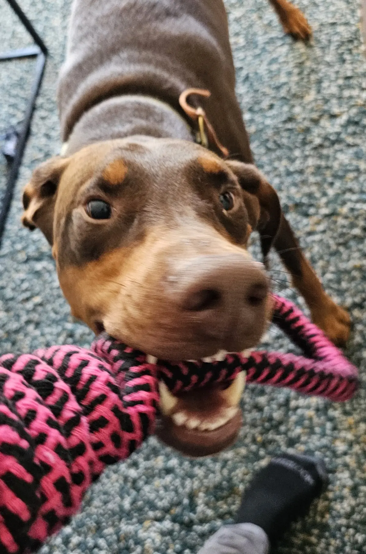 Dog Photography by Jeff Ellis