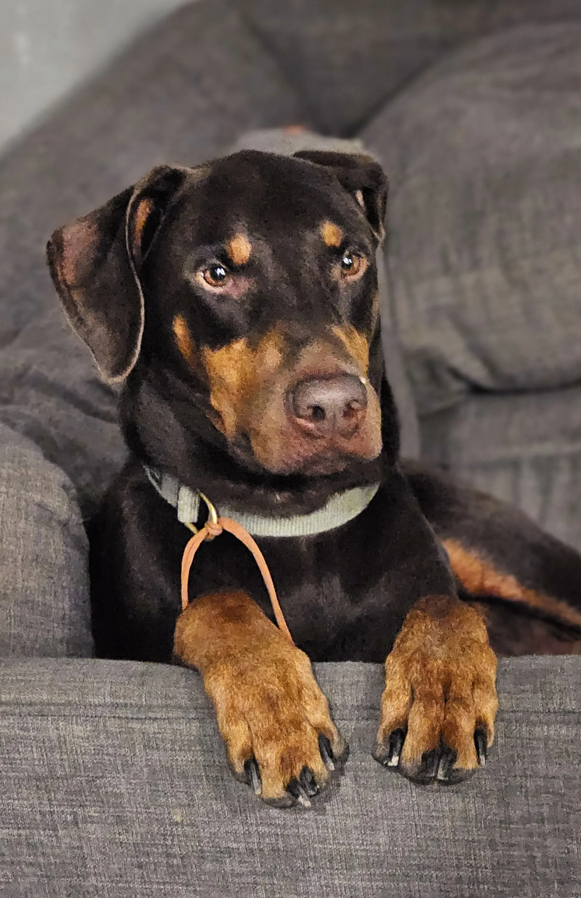 Dog Photography by Jeff Ellis