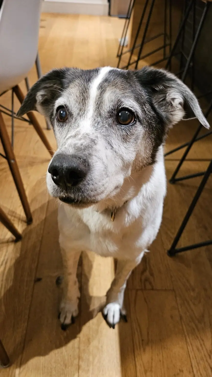 Dog Photography by Jeff Ellis