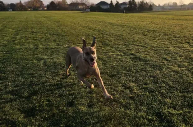 Dog Photography by Jeff Ellis